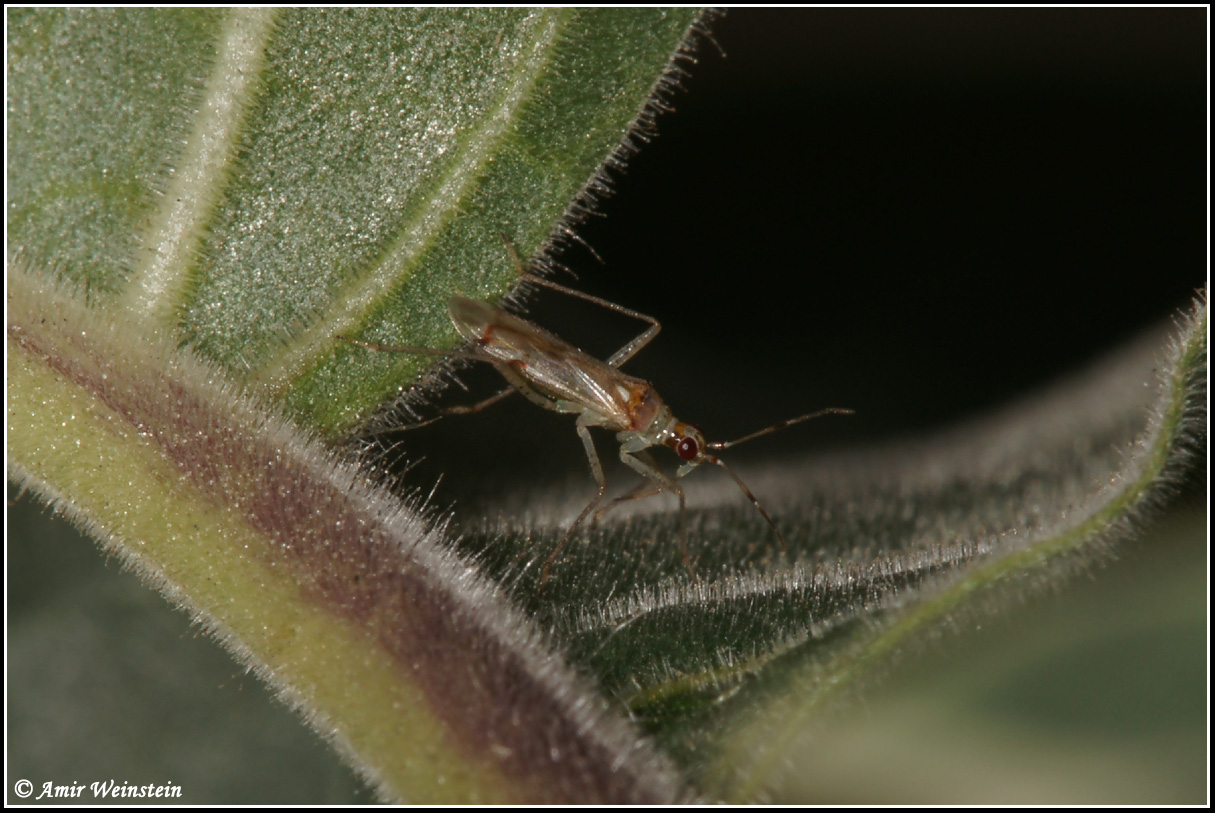 Miridae: Nesidiocoris tenuis in Israele